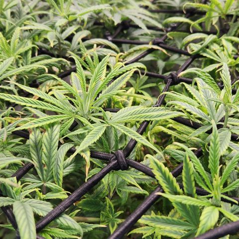 Pineapple Express growlog timeline photo