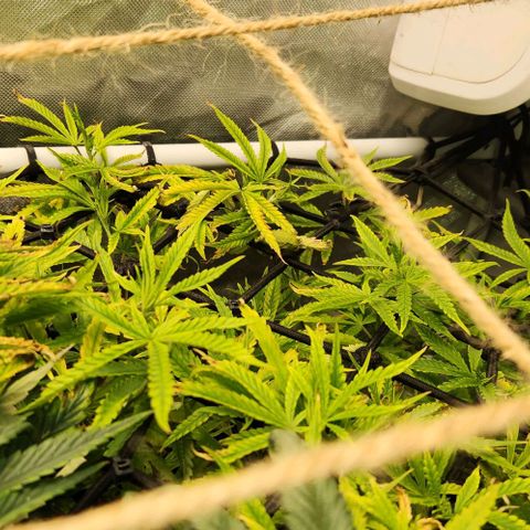 Platinum Girl Scout Cookies growlog timeline photo