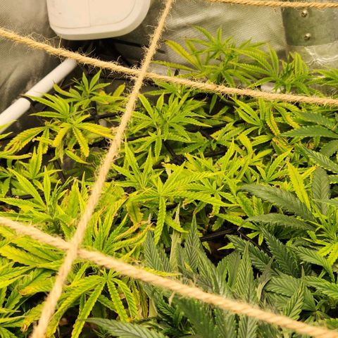 Platinum Girl Scout Cookies growlog timeline photo