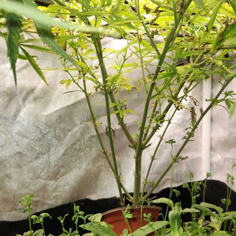 Platinum Girl Scout Cookies growlog timeline photo