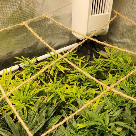 Platinum Girl Scout Cookies growlog timeline photo