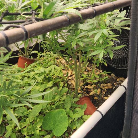 Strawberry Cough growlog timeline photo