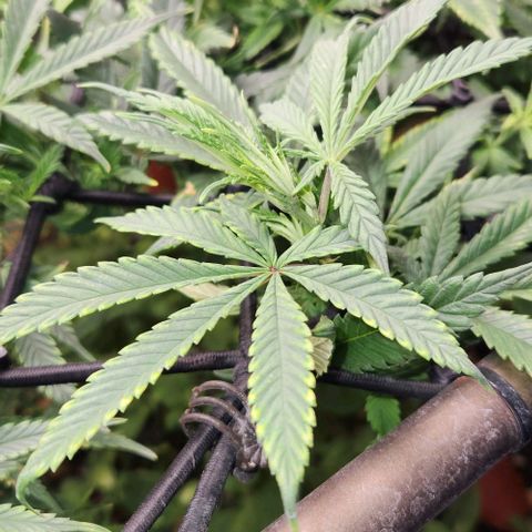 Strawberry Cough growlog timeline photo