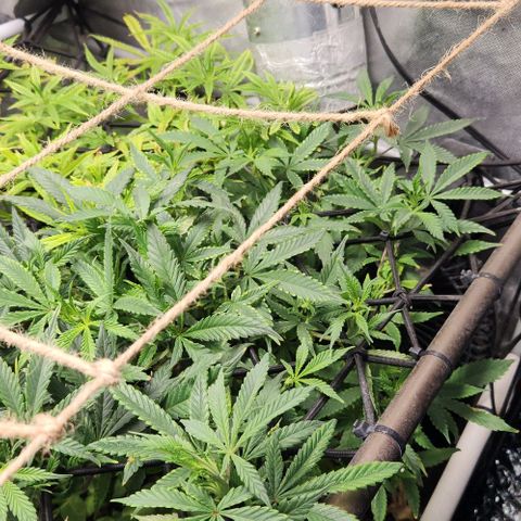 Strawberry Cough growlog timeline photo