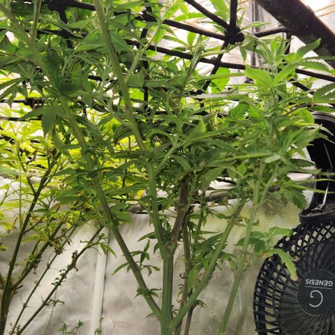 Strawberry Cough growlog timeline photo