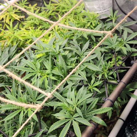 Strawberry Cough growlog timeline photo