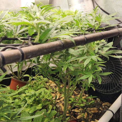 Strawberry Cough growlog timeline photo