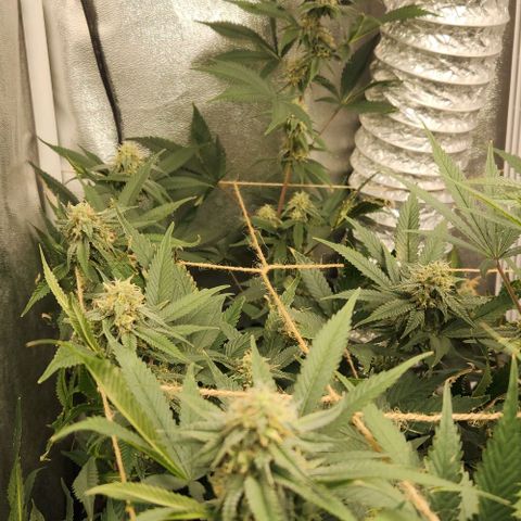 God Bud #1 growlog timeline photo