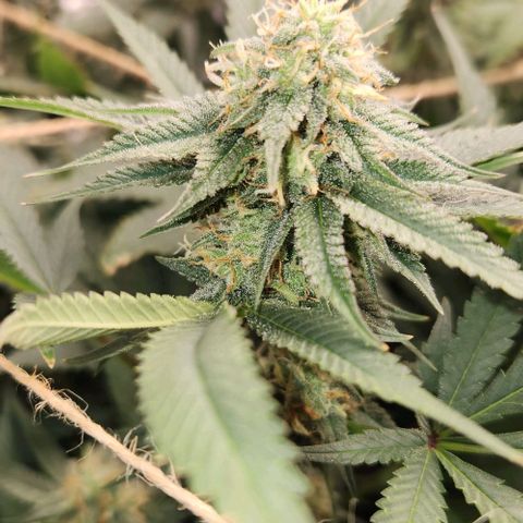 God Bud #1 growlog timeline photo