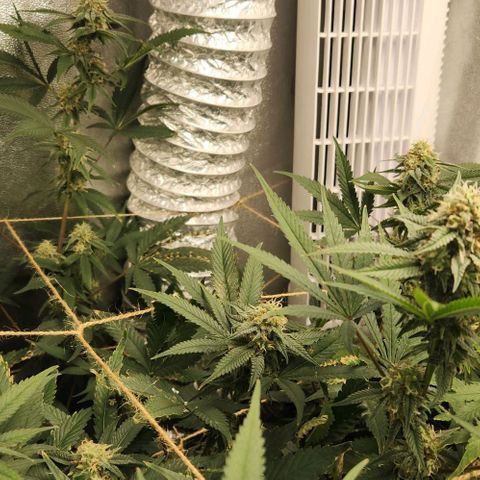 God Bud #1 growlog timeline photo