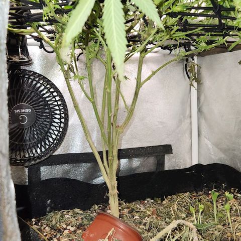 God Bud #1 growlog timeline photo