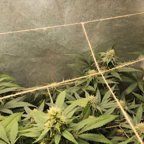 God Bud #2 growlog timeline photo