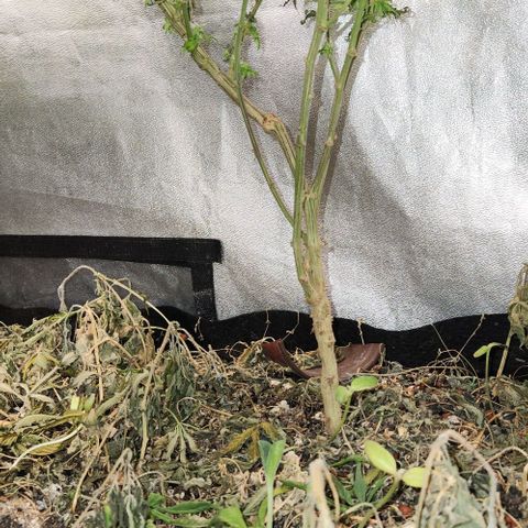 God Bud #2 growlog timeline photo