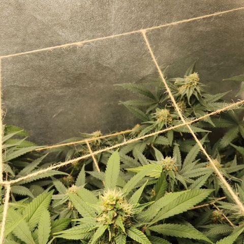 God Bud #2 growlog timeline photo