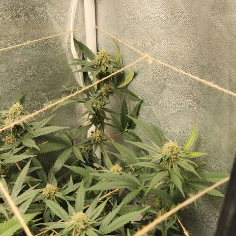 God Bud #2 growlog timeline photo