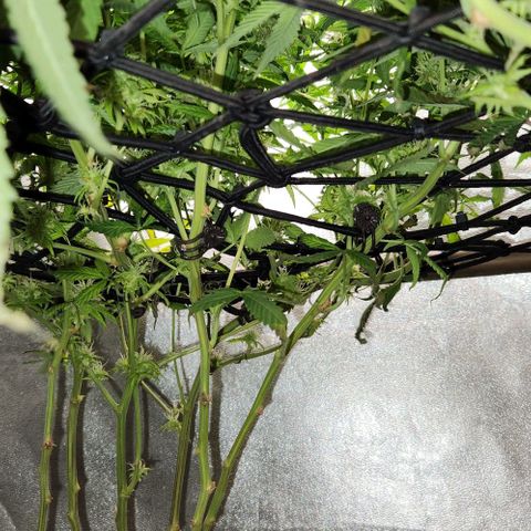 Purple Buddha #1 growlog timeline photo