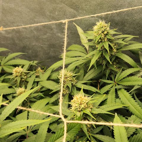 Purple Buddha #1 growlog timeline photo