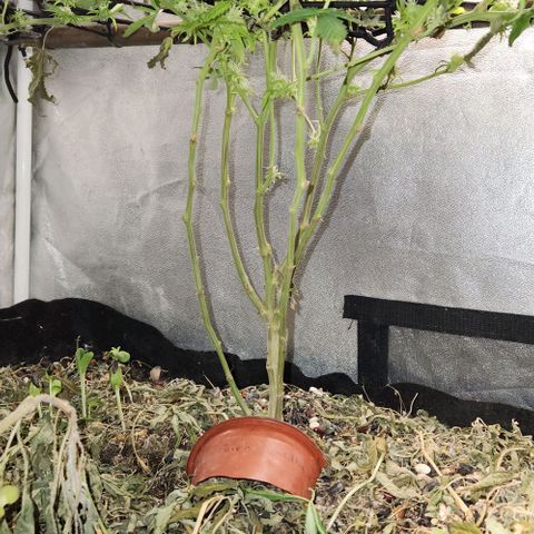 Purple Buddha #1 growlog timeline photo