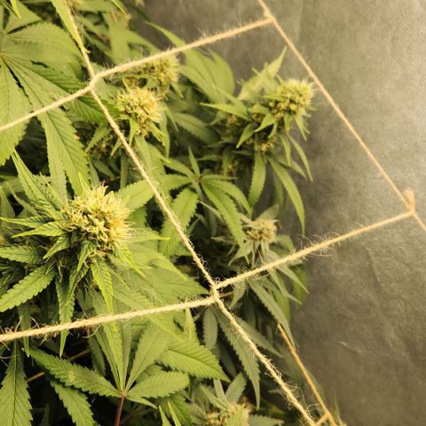 Purple Buddha #1 growlog timeline photo