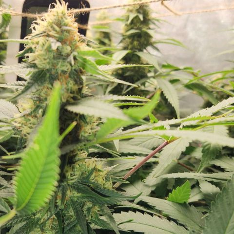Purple Buddha #2 growlog timeline photo