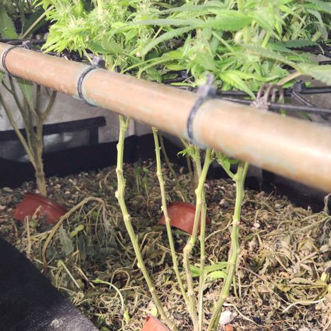 Purple Buddha #2 growlog timeline photo
