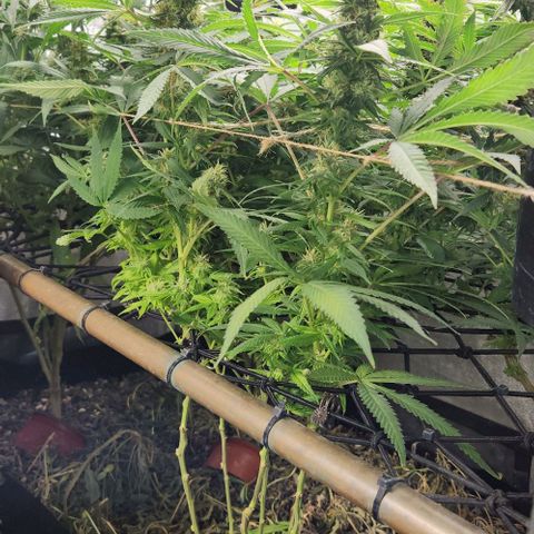 Purple Buddha #2 growlog timeline photo