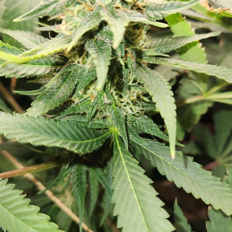 Purple Buddha #2 growlog timeline photo