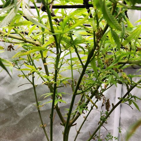 Platinum Girl Scout Cookies growlog timeline photo
