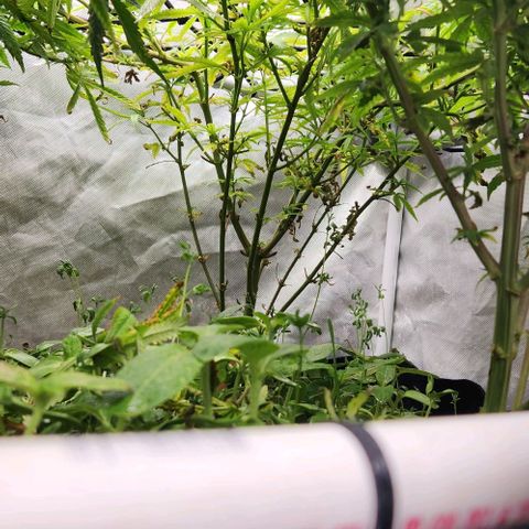 Platinum Girl Scout Cookies growlog timeline photo