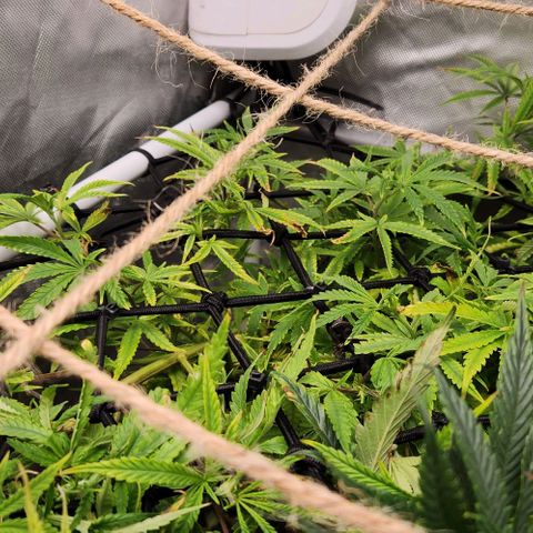 Platinum Girl Scout Cookies growlog timeline photo