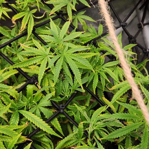 Platinum Girl Scout Cookies growlog timeline photo