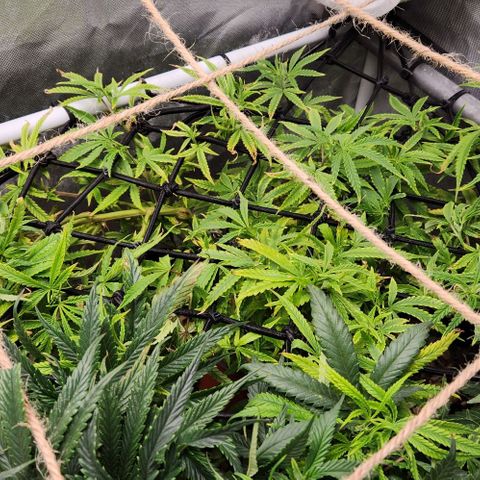 Platinum Girl Scout Cookies growlog timeline photo