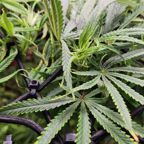 BLUE DREAM growlog timeline photo