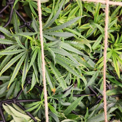 BLUE DREAM growlog timeline photo
