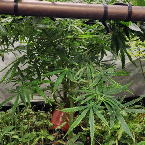 BLUE DREAM growlog timeline photo