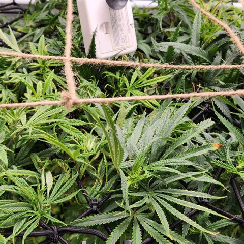 BLUE DREAM growlog timeline photo