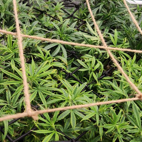Pineapple Express growlog timeline photo