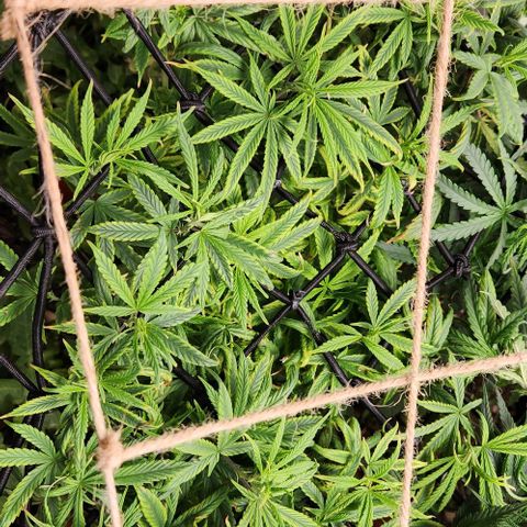 Pineapple Express growlog timeline photo