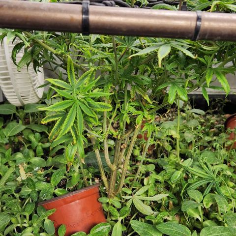Pineapple Express growlog timeline photo