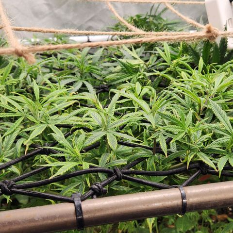 Pineapple Express growlog timeline photo