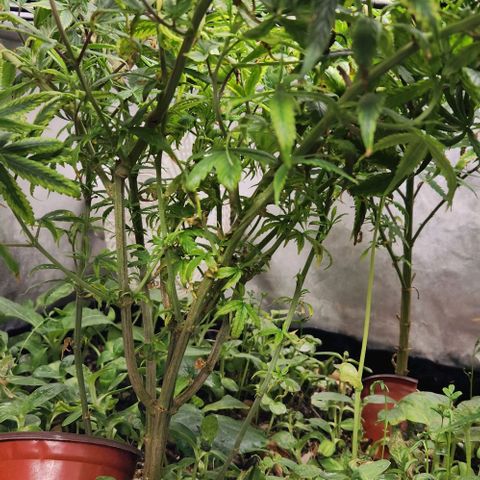 Pineapple Express growlog timeline photo