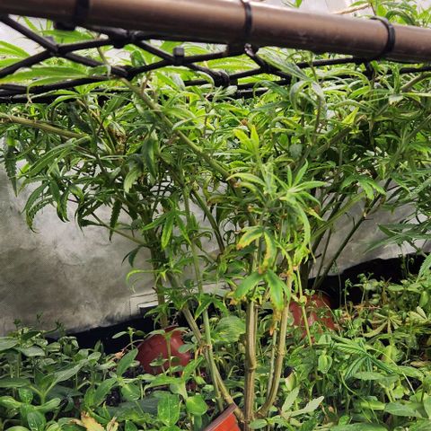 Pineapple Express growlog timeline photo