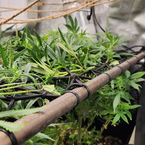 Strawberry Cough growlog timeline photo