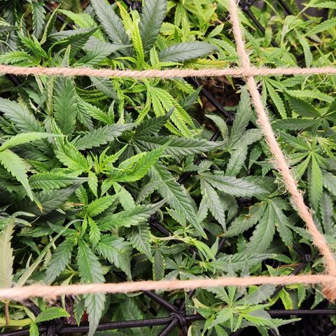 Strawberry Cough growlog timeline photo