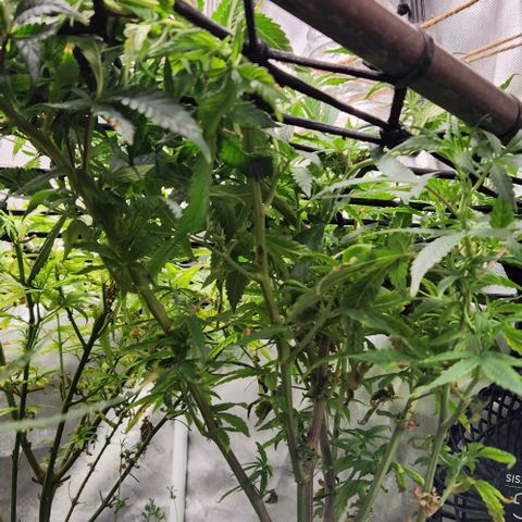 Strawberry Cough growlog timeline photo