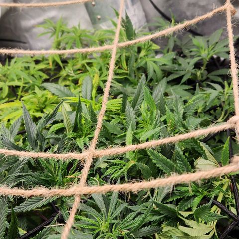 Strawberry Cough growlog timeline photo