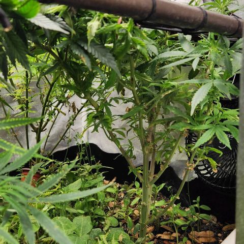 Strawberry Cough growlog timeline photo