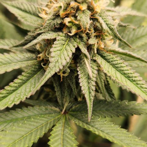 God Bud #1 growlog timeline photo
