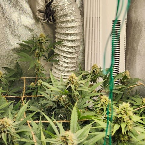 God Bud #1 growlog timeline photo