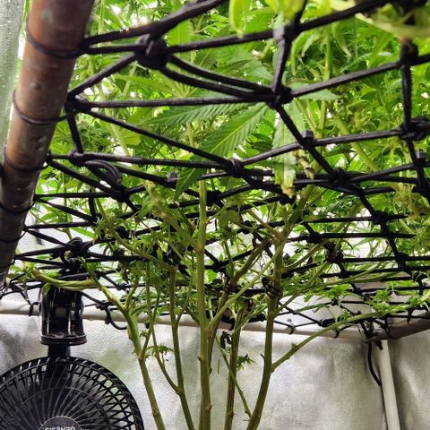 God Bud #1 growlog timeline photo